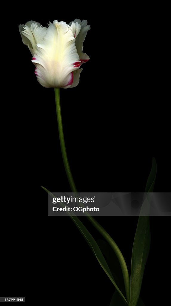 White and Red Parrot Tulip