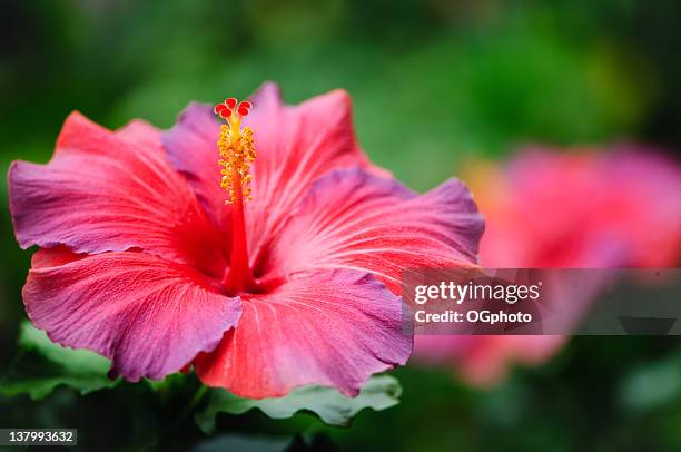rot und lila hibiskus - eibisch tropische blume stock-fotos und bilder