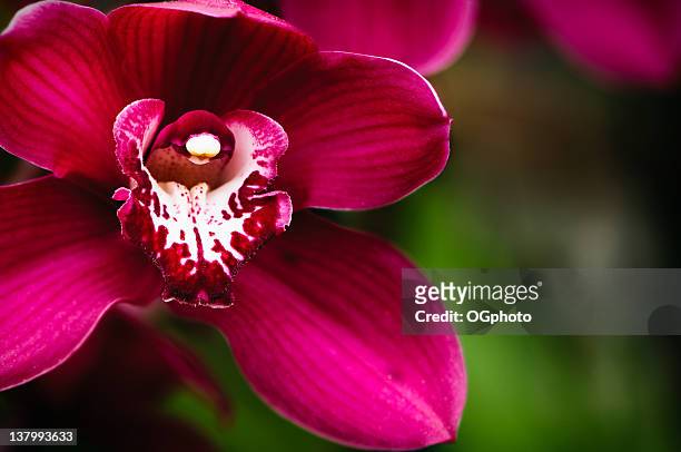 169 fotos de stock e banco de imagens de Green Cymbidium Orchids - Getty  Images