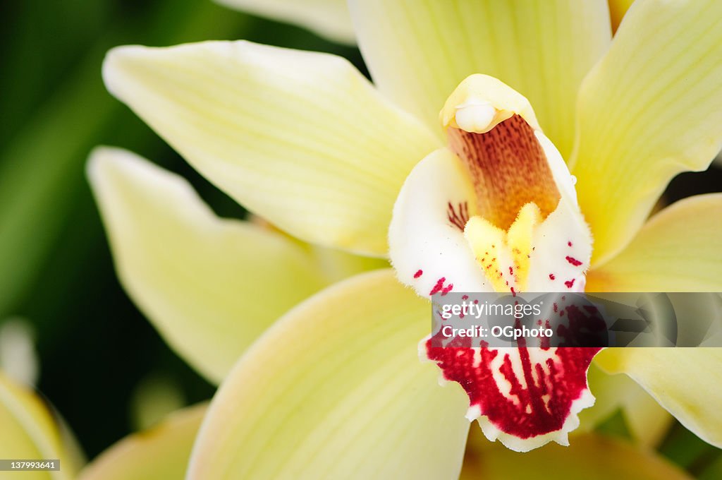 Yellow Cymbidium Orchid