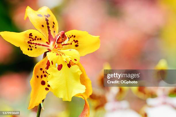 yellow oncidium orchid - oncidium stock pictures, royalty-free photos & images