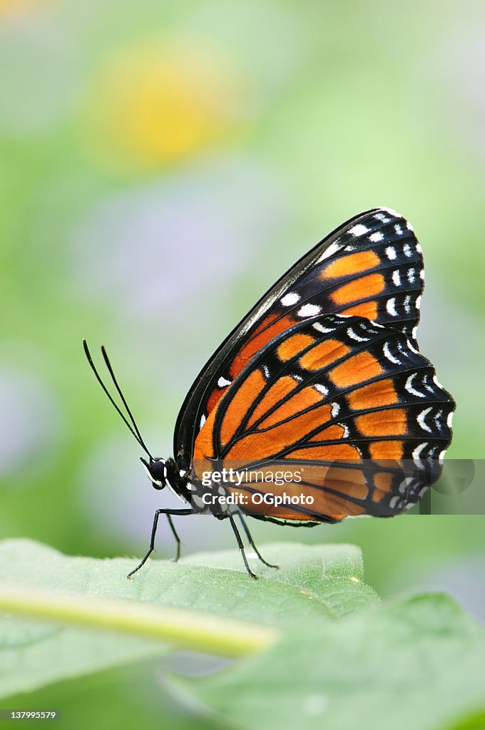 Viceroy Butterfly (Limenitis archippus)