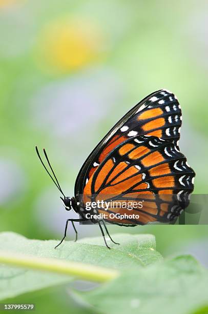 viceroy butterfly (limenitis archippus) - orange butterfly stock pictures, royalty-free photos & images