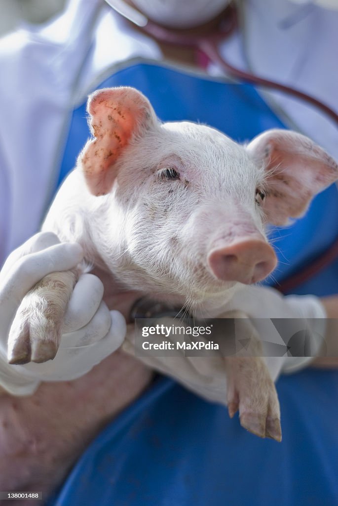 Veterinarian examine pig with stethoscope
