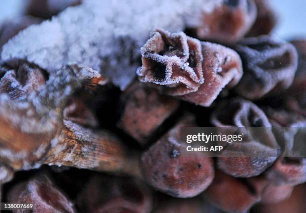 Frozen Riesling 341 Frozen Grapes In Wine Stock Photos, High-Res Pictures, and Images ...