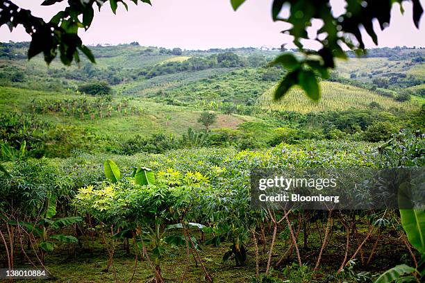 13 Montes De María Stock Photos, HighRes Pictures, and Images Getty
