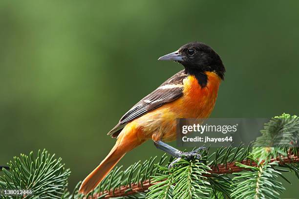 male baltimore oriole - oriole stock pictures, royalty-free photos & images