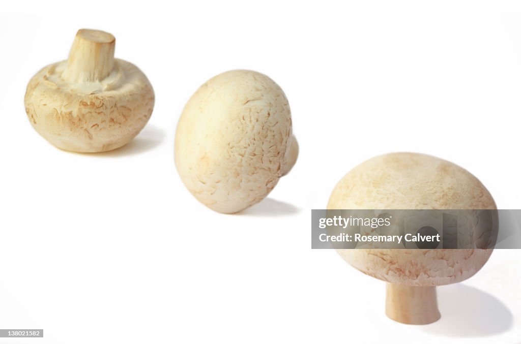 Mushrooms illustrating recovery of busines.