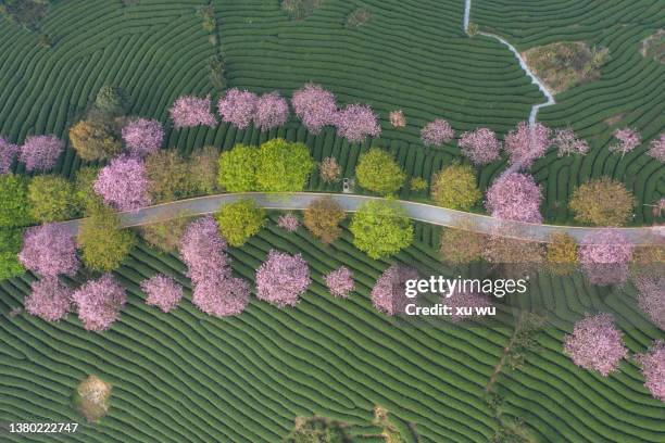 the curved tea garden on the top of the mountain in spring - cerezos en flor fotografías e imágenes de stock