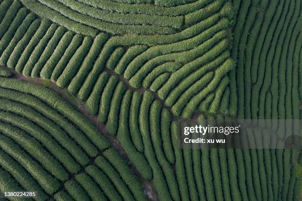 the curved tea garden on the top of the mountain in spring - té terraza fotografías e imágenes de stock