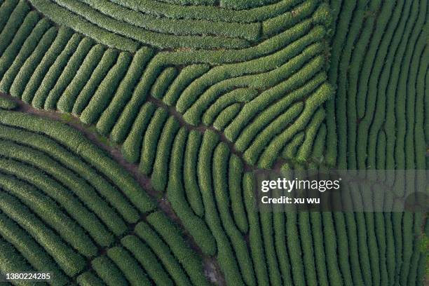 the curved tea garden on the top of the mountain in spring - camellia sinensis stock pictures, royalty-free photos & images
