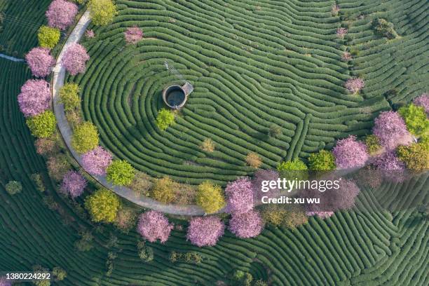 the curved tea garden on the top of the mountain in spring - curved road stock pictures, royalty-free photos & images