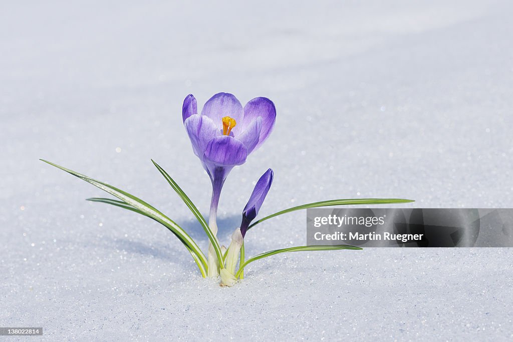 Crocus in snow.