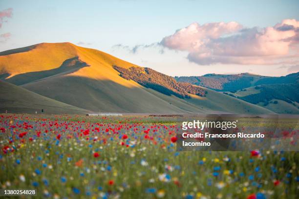 castelluccio di norcia, fields in full bloom, flowering in umbria, italy, sibillini mountains - poppy field stock pictures, royalty-free photos & images