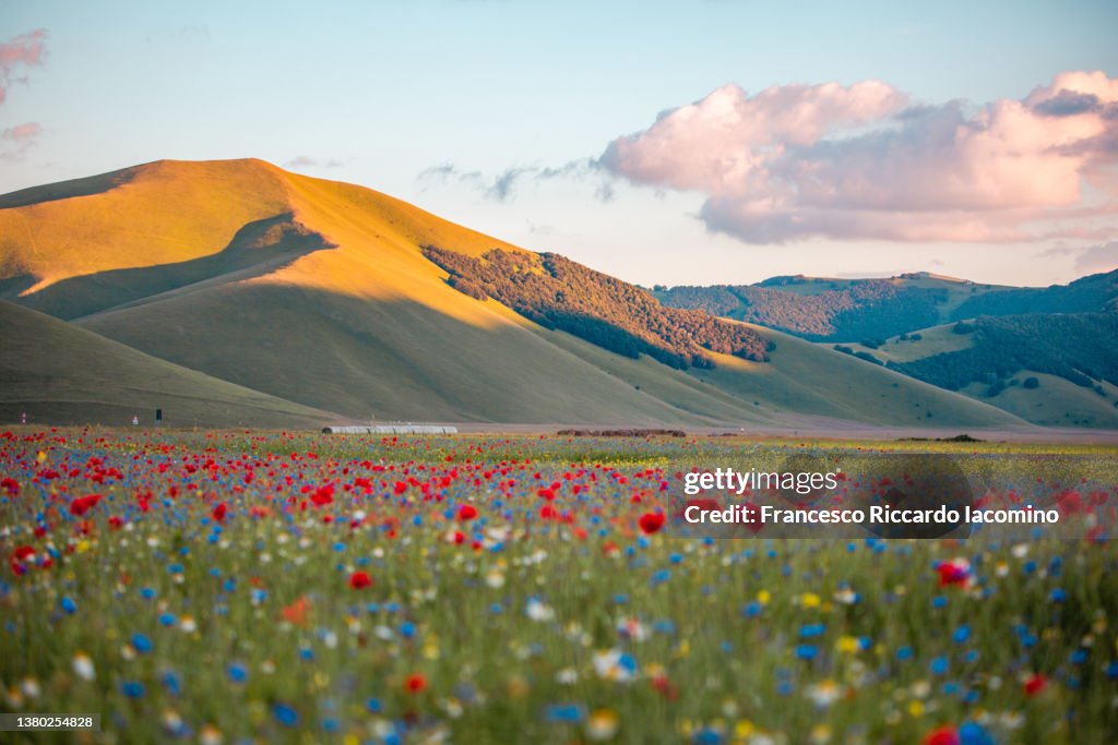 Castelluccio di Norcia, fields in full bloom, flowering in Umbria, Italy, Sibillini Mountains