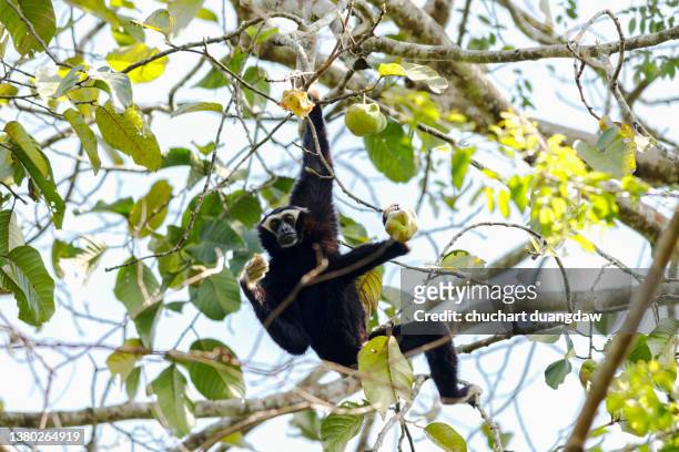 pileated gibbon (hylobates pileatus) on the trees in nature - pileated gibbon stock pictures, royalty-free photos & images