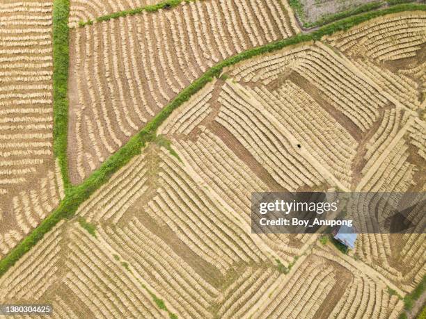 aerial view of rice paddy field after harvested in rural scene of thailand. - drying stock pictures, royalty-free photos & images