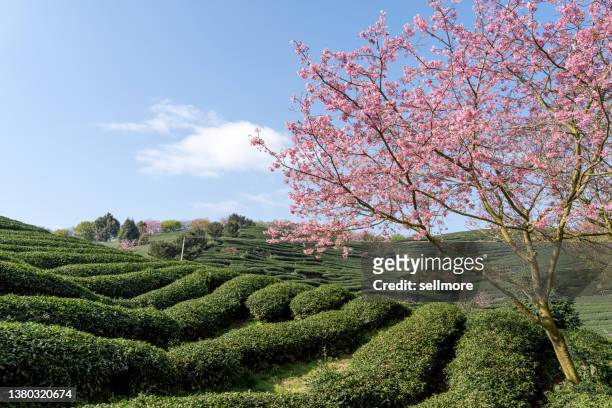 cherry blossom trees in bloom in tea garden - spring benefit imagens e fotografias de stock