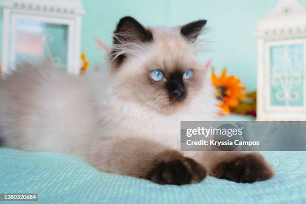 himalayan cat posing at home - ヒマラヤン ストックフォトと画像