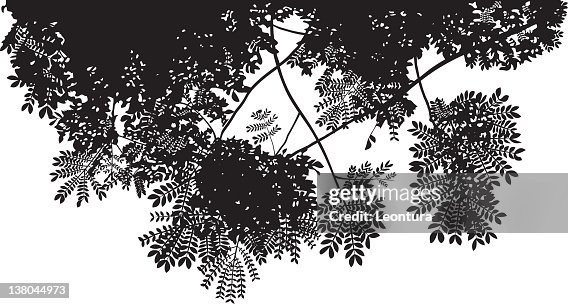 Tree Canopy High-Res Vector Graphic - Getty Images