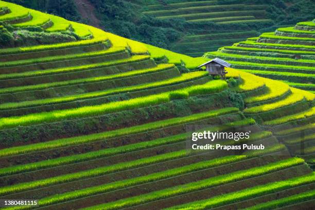 rice fields on terraced of mu cang chai, yenbai, vietnam. vietnam landscapes - sa pa imagens e fotografias de stock