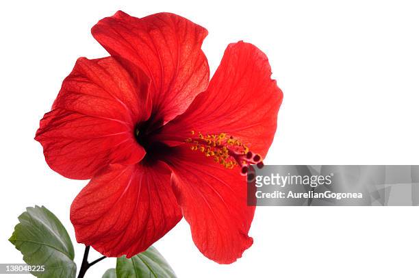 red hibiscus - hibiscus stock pictures, royalty-free photos & images