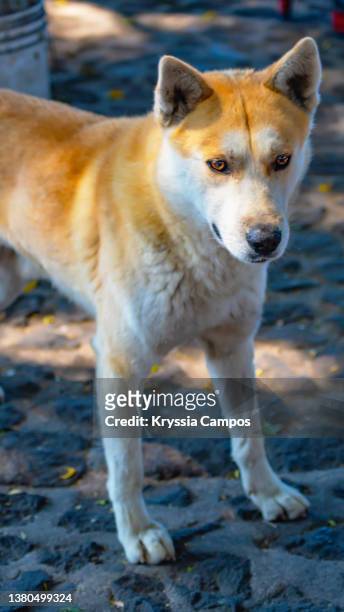 stray dog at streets of antigua - guatemala - stray animal foto e immagini stock