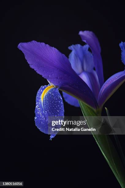 iris flower - the purple iris stock pictures, royalty-free photos & images