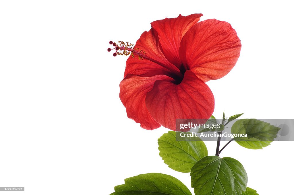 Roter Hibiskus