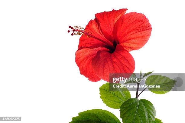 red hibiscus - hibiscus stockfoto's en -beelden