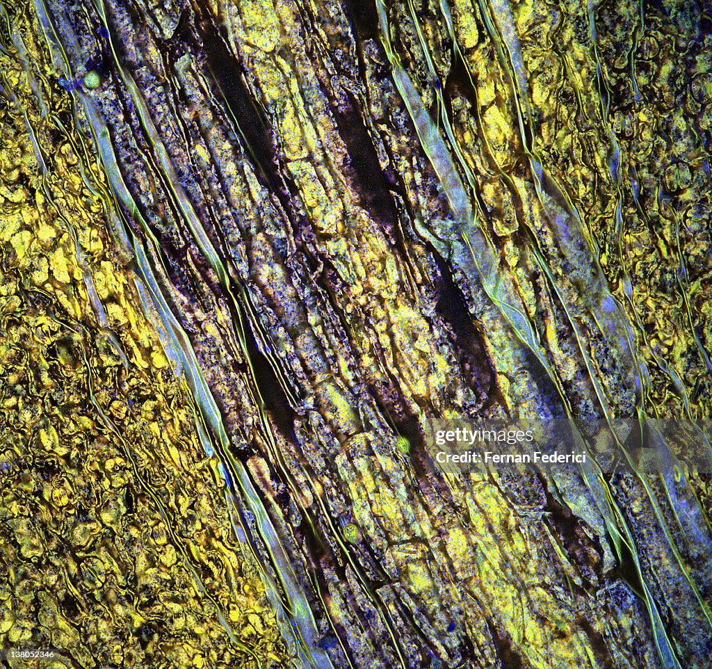 Microscopy of plants