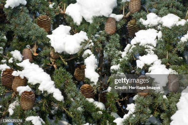 Detail of a snow-covered pine tree with cones in the grounds of Eltham Palace. Artist Derek Kendall. (Photo by Historic England Archive/Heritage...