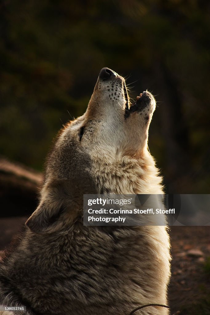 Grey Wolf howling