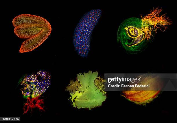 bio design of cell plants - plant cell stock pictures, royalty-free photos & images