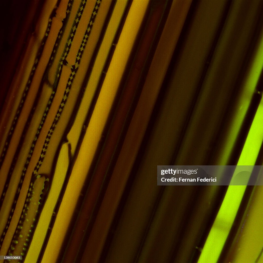 Xylem cells microscopy
