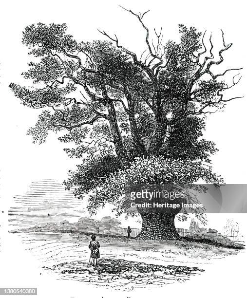 Turpin's Oak at Finchley, [now in North London], 1850. 'The notorious Dick Turpin was, in his time, accustomed to take up his station behind this...
