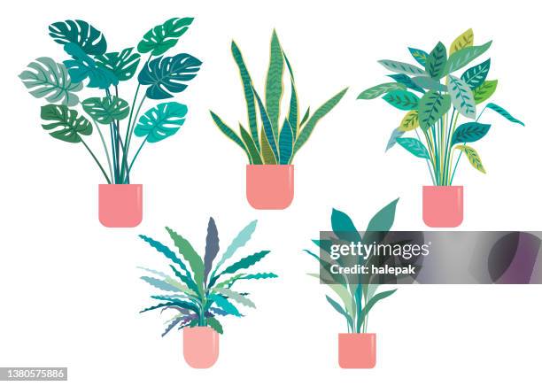 ilustraciones, imágenes clip art, dibujos animados e iconos de stock de planta de tiesto - planta de tiesto