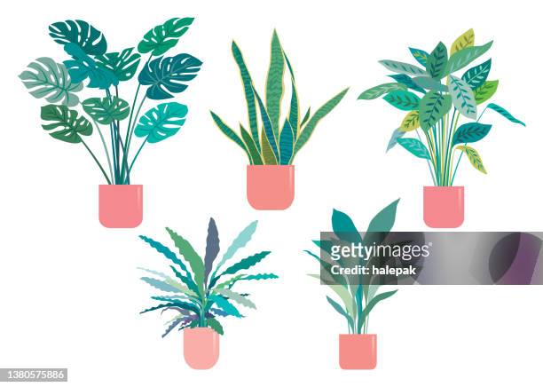 potted plant - houseplant stock illustrations
