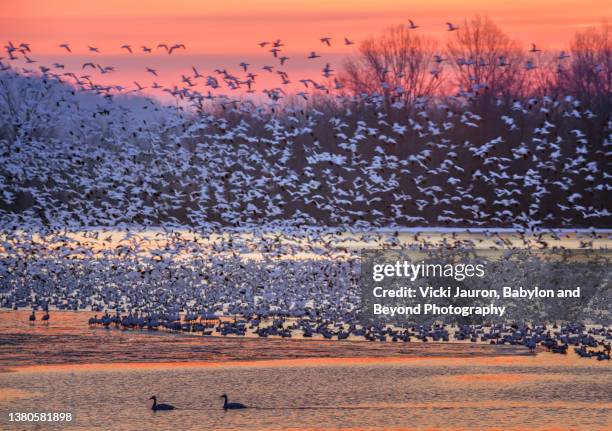 amazing pink sunrise and flock of snow geese in motion at middle creek, pennsylvania - pennsylvania nature stock pictures, royalty-free photos & images