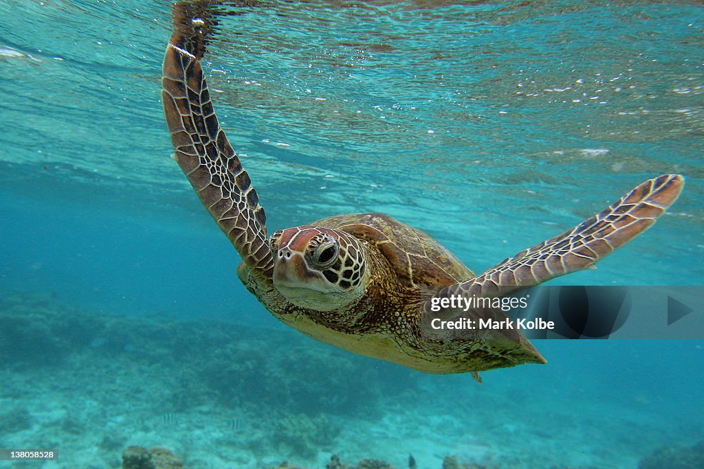 Scenes Of Lady Elliot Barrier Reef Eco Island