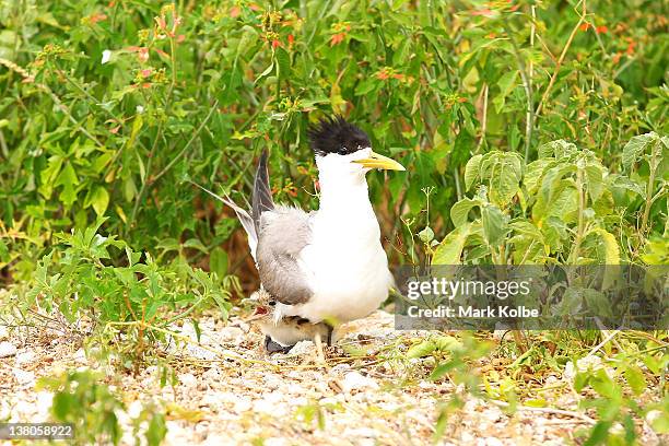 Greater Crested Tern and it's chick are seen on January 14, 2012 at Lady Elliot Island, Australia. Lady Elliot Island is one of the three island...