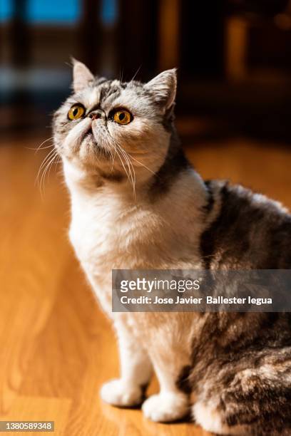 close-up of exotic shorthair cat, kitten. honey brown eyes. animal and pet concept. persian cat descent - fascinante - fotografias e filmes do acervo