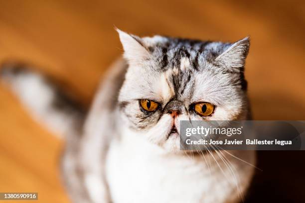 close-up of exotic shorthair cat, kitten. honey brown eyes. animal and pet concept. persian cat descent - exotic shorthair cat stock-fotos und bilder