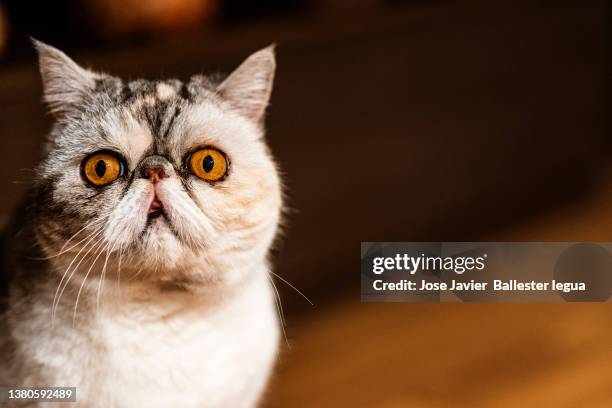 close-up of exotic shorthair cat, kitten. honey brown eyes. animal and pet concept. persian cat descent - amerikanisch kurzhaar stock-fotos und bilder