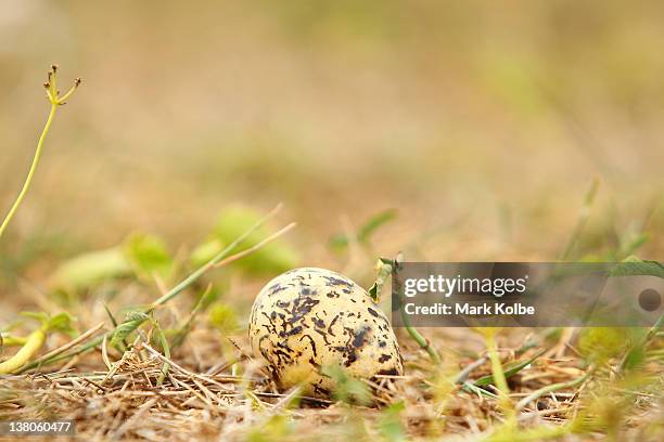 Greater Crested Tern egg seen on January 14, 2012 at Lady Elliot Island, Australia. Lady Elliot Island is one of the three island resorts in the...