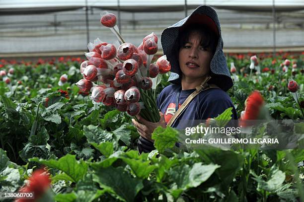 Woman selects gerberas to be packed ahead of Valentine's Day, the biggest holiday of the year for fresh-cut flower sales, at a flower farm of "The...