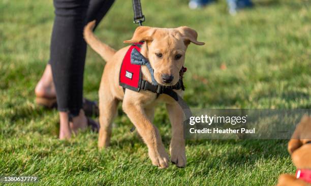 a yellow labrador retriever puppy in training to become a disability assistance canine runs in the grass - labrador retriever ストックフォトと画像