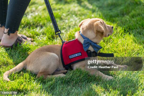 a yellow labrador retriever puppy in training to become a disability assistance canine laying down in the grass - service animals stock pictures, royalty-free photos & images
