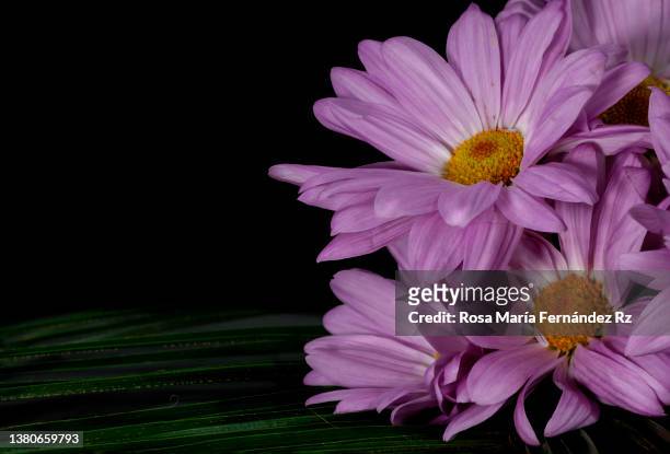 marguerite daisy flowers  against dark background. - pink daisy stock pictures, royalty-free photos & images