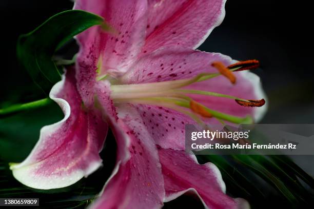 close-up of centre of pink stargazer lily flow on blanck background. - stargazer lily stock-fotos und bilder